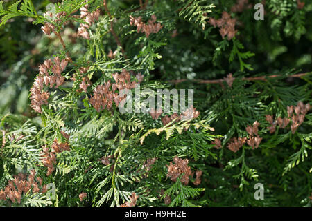 Riesen-Lebensbaum, Riesenlebensbaum, Thuja plicata, Thuja gigantea, western redcedar, Pacific redcedar,arborvitae gigante, western arborvitae, giant ced Foto Stock