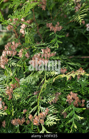 Riesen-Lebensbaum, Riesenlebensbaum, Thuja plicata, Thuja gigantea, western redcedar, Pacific redcedar,arborvitae gigante, western arborvitae, giant ced Foto Stock