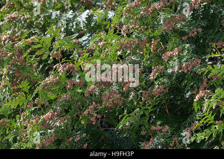 Riesen-Lebensbaum, Riesenlebensbaum, Thuja plicata, Thuja gigantea, western redcedar, Pacific redcedar,arborvitae gigante, western arborvitae, giant ced Foto Stock