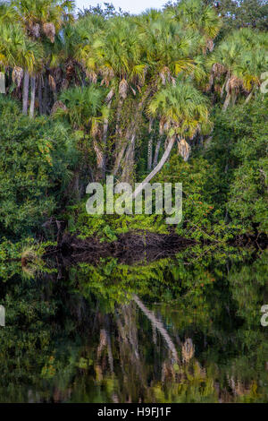 Selvatica tropicale incontaminata Myakka River a Snook Haven nella contea di Sarasota in Florida Venezia Foto Stock