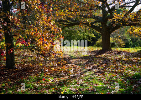Colori autunnali in Sussex Garden Foto Stock