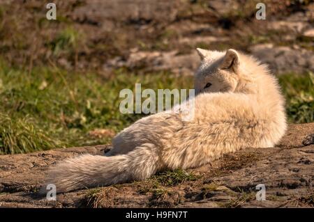 Arctic wolf godendo il sole, quebec, Canada. Foto Stock