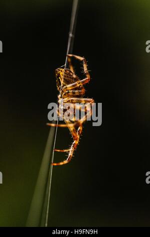 Spider appesi in Quebec, Canada. Foto Stock