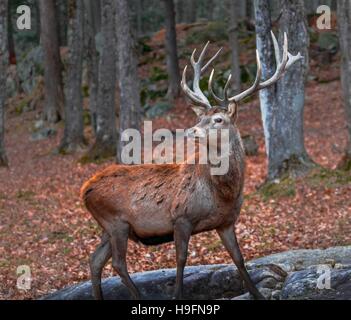 Wapiti posa per la fotocamera Foto Stock