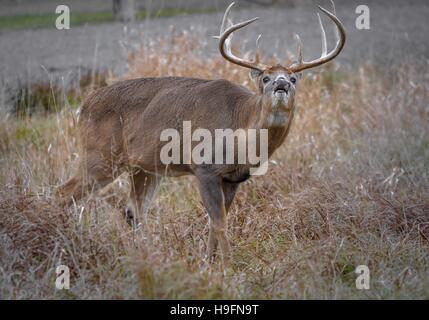 Coda bianca deer chiamando una femmina durante la routine. Foto Stock