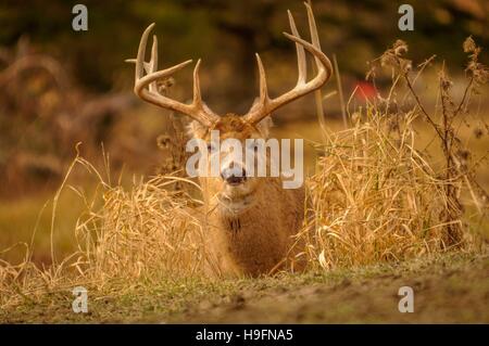 Coda bianca deer stare bassa durante la stagione di caccia. 3/5 Foto Stock