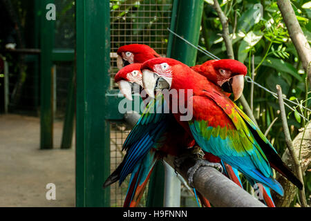 Scarlet Macaws (Ara macao) in piedi su una recinzione Foto Stock