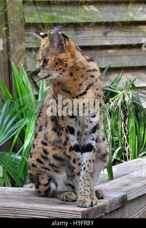 Serval cat nome latino Felis serval Foto Stock