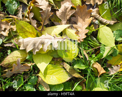 Caduto Foglie di autunno sul verde prato Luce solare illuminazione Foto Stock