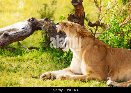 Ritratto di sbadigli leonessa posa su erba verde Foto Stock