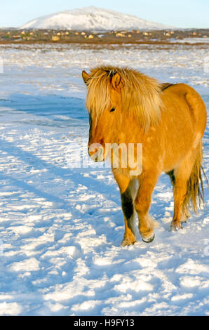 Cavallo islandese in pascoli innevati Foto Stock