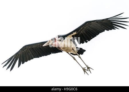 Una Marabou Stork scavenger uccello in volo sopra il lago di Hawassa Foto Stock