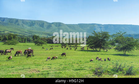 Bovini, pecore e capre pascolano nei campi vicino a Naivasha, Kenya Foto Stock