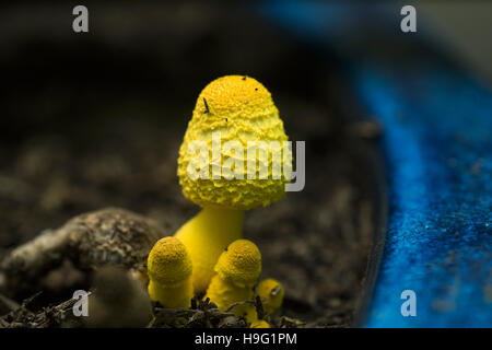 Ombrellone giallo, vaso parasol, giallo houseplant fungo (Leucocoprinus birnbaumii o Lepiota lutea). Regno Unito. Foto Stock