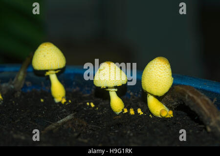 Ombrellone giallo, vaso parasol, giallo houseplant fungo (Leucocoprinus birnbaumii o Lepiota lutea). Regno Unito. Foto Stock