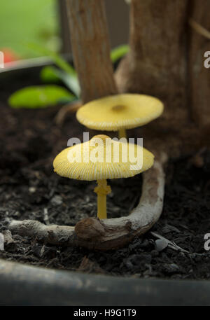 Ombrellone giallo, vaso parasol, giallo houseplant fungo (Leucocoprinus birnbaumii o Lepiota lutea). Regno Unito. Foto Stock