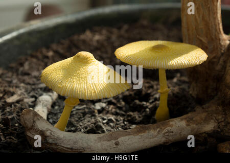 Ombrellone giallo, vaso parasol, giallo houseplant fungo (Leucocoprinus birnbaumii o Lepiota lutea). Regno Unito. Foto Stock