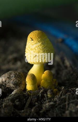 Ombrellone giallo, vaso parasol, giallo houseplant fungo (Leucocoprinus birnbaumii o Lepiota lutea). Regno Unito. Foto Stock