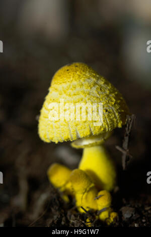 Ombrellone giallo, vaso parasol, giallo houseplant fungo (Leucocoprinus birnbaumii o Lepiota lutea). Regno Unito. Foto Stock