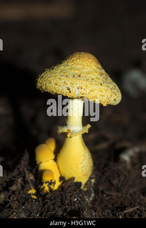 Ombrellone giallo, vaso parasol, giallo houseplant fungo (Leucocoprinus birnbaumii o Lepiota lutea). Regno Unito. Foto Stock