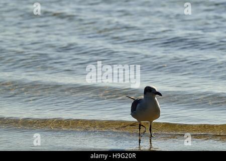 Ridendo Gull wading nel Golfo del Messico su una spiaggia in Florida. Foto Stock