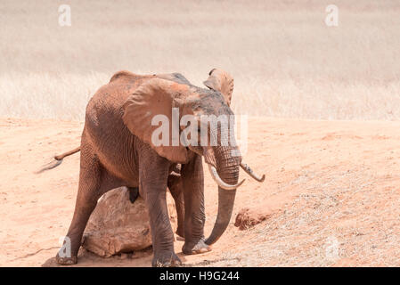 Un 'red' elefante graffi su una roccia Foto Stock