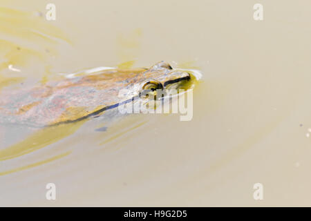 Primo piano di una tartaruga di nuoto nel lago Foto Stock