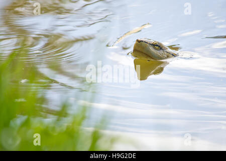 Primo piano di una tartaruga di nuoto nel lago Foto Stock