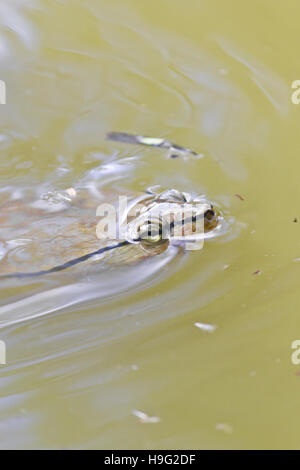 Primo piano di una tartaruga di nuoto nel lago Foto Stock