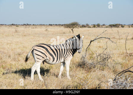 Cauto zebra è in piedi e guardando nella telecamera a savana del Parco Nazionale di Etosha di Namibia Foto Stock