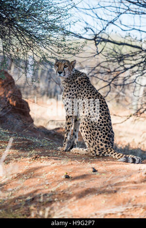 Un ghepardo è seduto sotto la copertura degli alberi a boschi di savana di ghepardi farm in Namibia Foto Stock