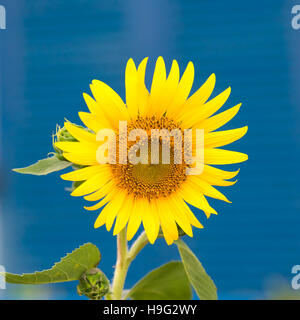 Helianthus contro uno sfondo blu. Foto Stock