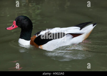 Shelduck comune (Tadorna tadorna). La fauna animale. Foto Stock