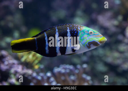 Bloccate thicklip wrasse (Hemigymnus fasciatus). Pesci marini. Foto Stock