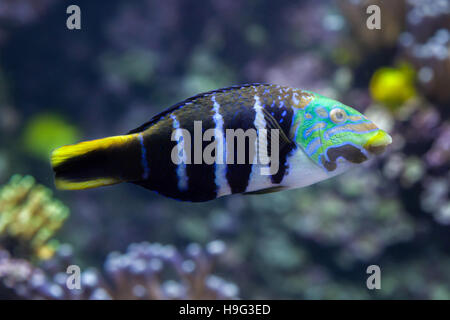 Bloccate thicklip wrasse (Hemigymnus fasciatus). Pesci marini. Foto Stock