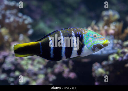 Bloccate thicklip wrasse (Hemigymnus fasciatus). Pesci marini. Foto Stock