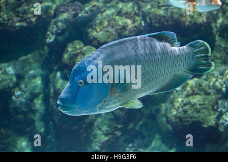 Humphead wrasse (Cheilinus undulatus), noto anche come il pesce napoleone. Foto Stock