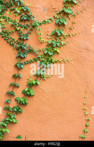 Arrampicata Ficus pumila sulla parete rossa Foto Stock