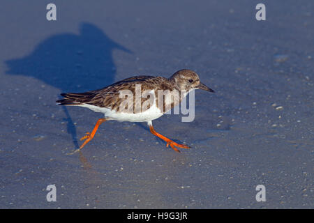 Turnstone Arenaria interpres in esecuzione su tideline Foto Stock