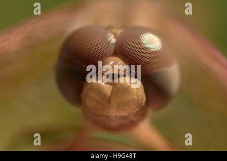 Testa femminile di libellula. Trithemis kirbyi. Foto Stock