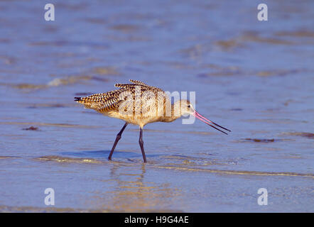 Godwit marmorizzata Limosa fedoa alimentazione di marzo la spiaggia di Fort Myers costa del Golfo della Florida USA Foto Stock