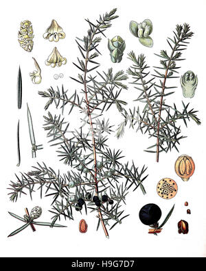 Juniperus communis il ginepro comune, è una specie di conifere in genere Juniperus, pianta medicinale Foto Stock