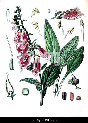 Digitalis purpurea, foxglove, comune foxglove, viola foxglove o lady del guanto, pianta medicinale Foto Stock