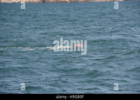 Tide off Milford haven forze a lobster pot subacquea boa creando un pericolo per la navigazione in mare calmo Foto Stock