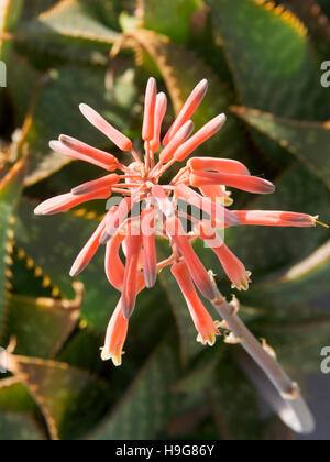 Medicinali aloe (Aloe vera), fiore rosso Foto Stock