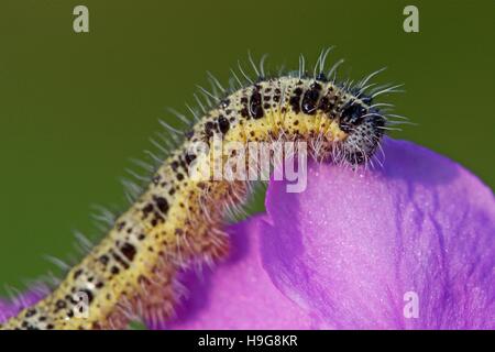 Caterpillar da grandi bianco (Sarcococca brassicae) Foto Stock