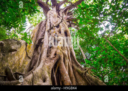 Fig Tree in Cape Tribulation foresta pluviale Foto Stock