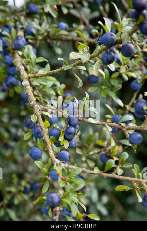 Impianto, arbusto, bacche, abbondanti viola prugnole su un prugnolo, Prunus spinosa, in autunno nel New Forest. Foto Stock