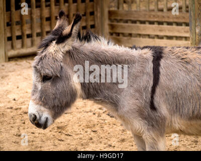 African asino nella stalla di una fattoria Foto Stock