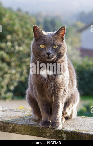 Chartreux cat in giardino Foto Stock